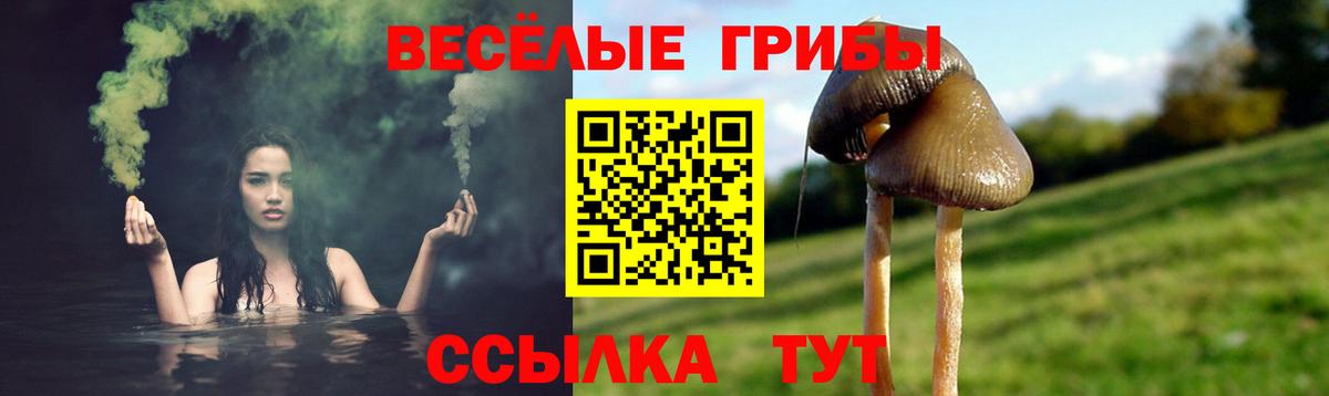 Галлюциногенные грибы Psilocybe Дивногорск